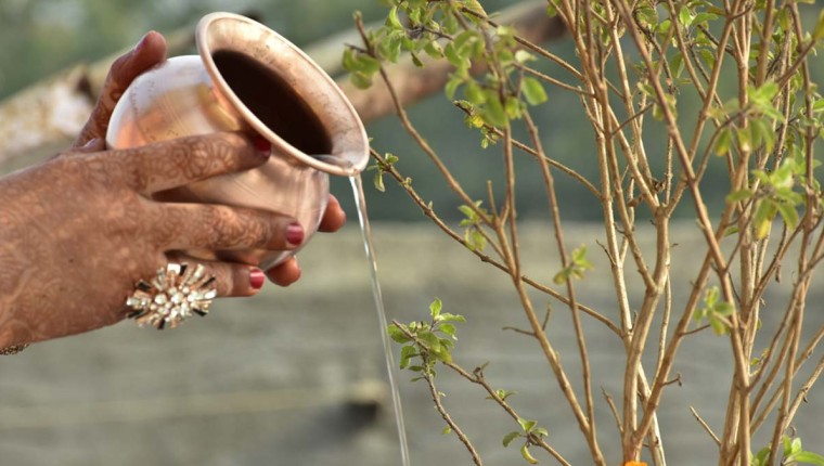 Can worshipping of Tulsi plant remove your sins? Read importance, significance and more
