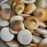 Pran Pratishthit Original Energized Set of 21 Gomati Chakra for Wealth Luck